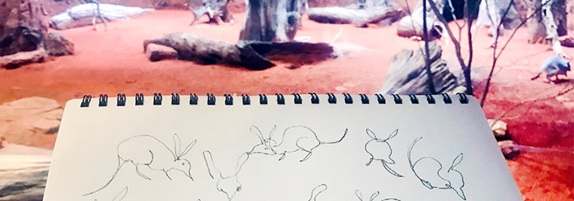 Line drawings of a bilby, bush scene in the background