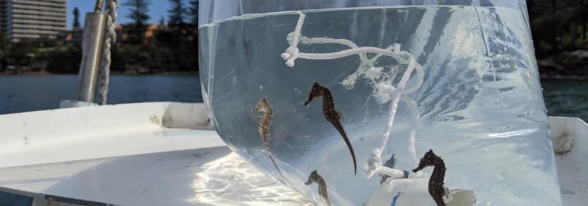 White's seahorse babies ready for release into Sydney Harbour