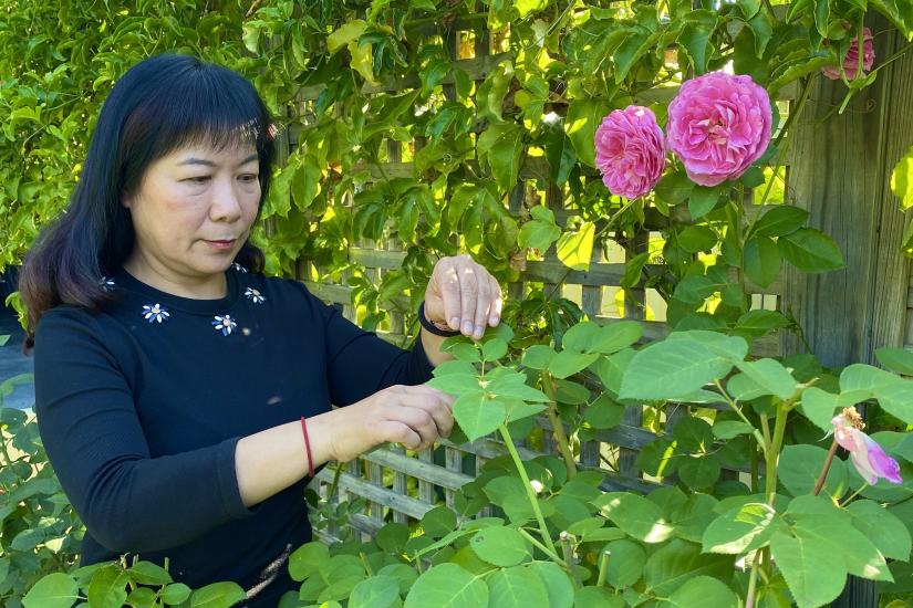 Fang Chen tends one of 60 rose varieties in her Sydney garden