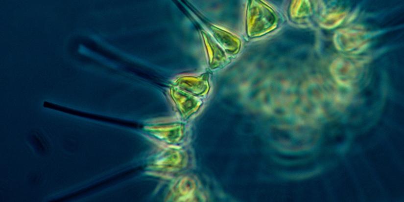 Photo of Phytoplankton