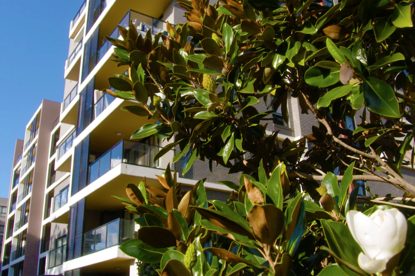 Modern building block, flowering plant in foreground