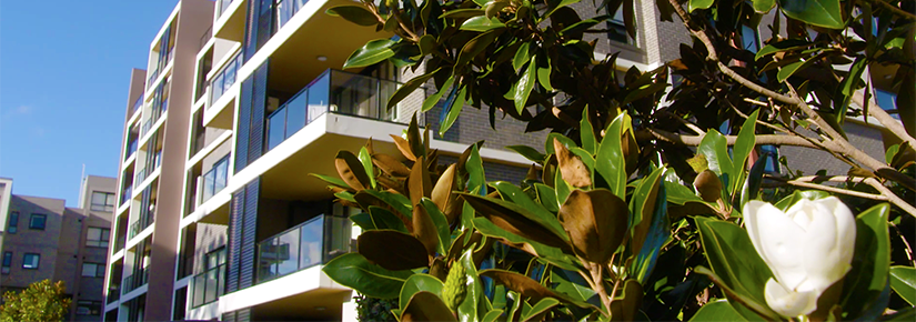 Modern building block, flowering plant in foreground