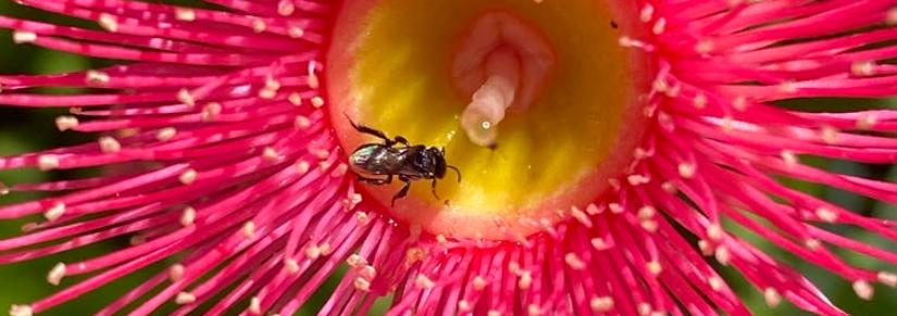 pink flower with bug