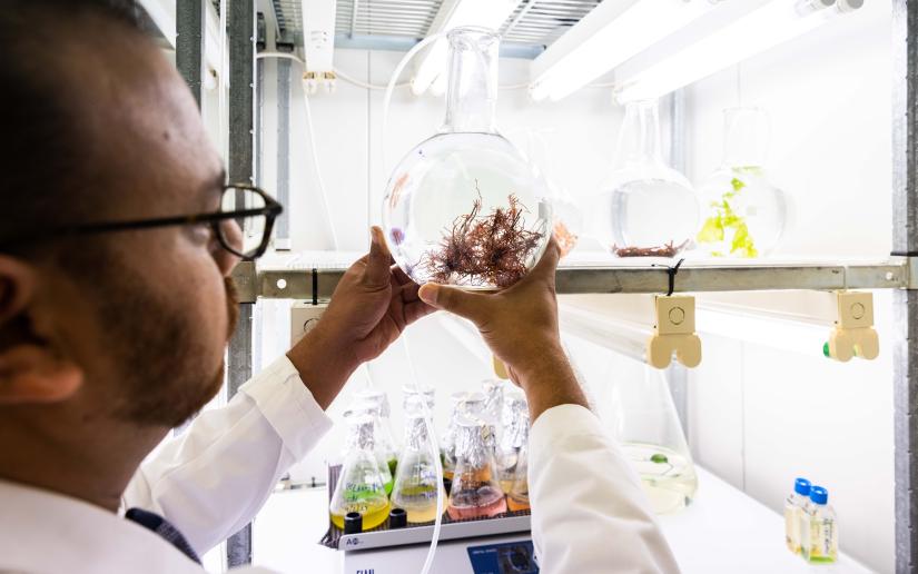 a scientist looks at seaweed in a glass bowl