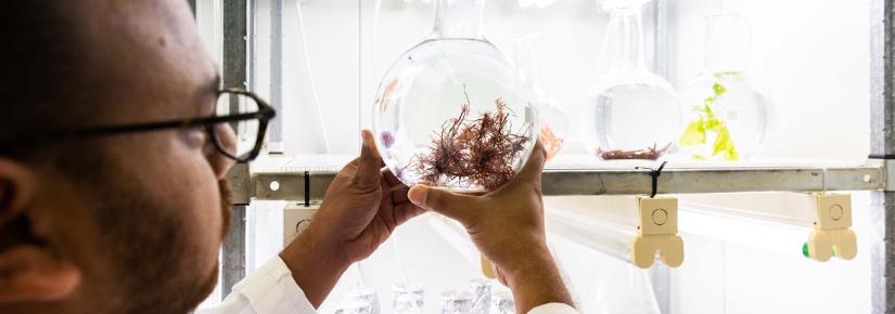 a scientist looks at seaweed in a glass bowl
