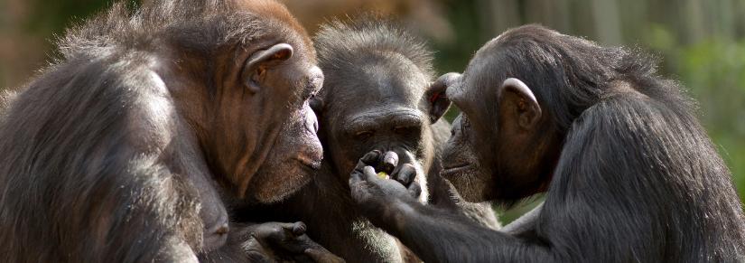three chimpanzees