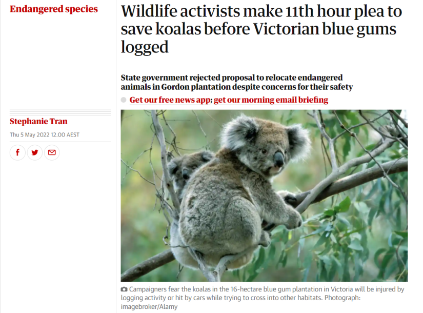 screenshot of online article from Guardian Australia with image of koala and headline: "Wildlife activists make 11th hour plea to save koalas before Victorian blue gums logged; State government rejected proposal to relocate endangered animals in Gordon plantation despite concerns for their safety"