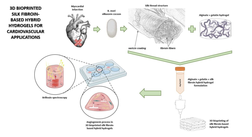 Schematic overview of 3D bioprinted silk fibroin-based hybrid hydrogels for cardiovascular applications