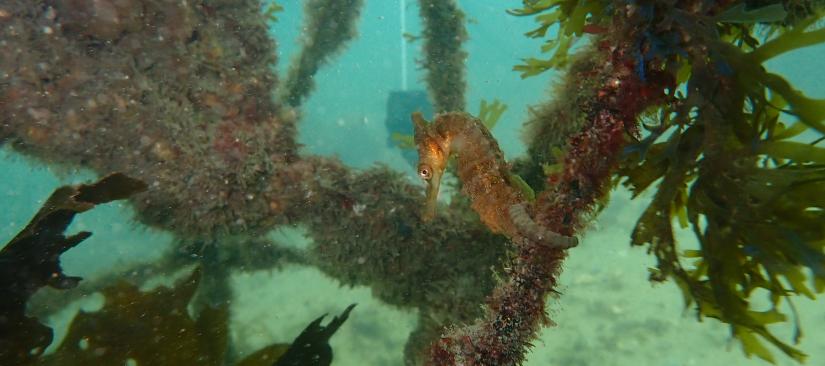 White's seahorse in Sydney Harbour