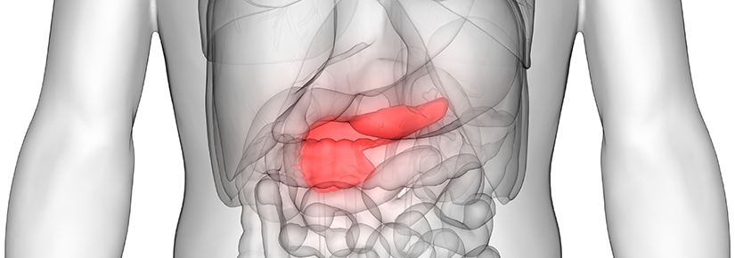 Black and white image of internal human organs with pancreas highlighted in red
