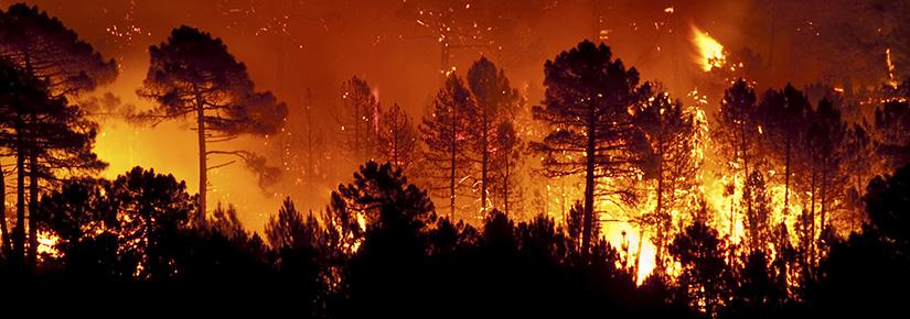Forest fire, Pinus pinaster, Guadalajara (Spain)