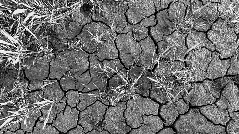 Barren cracked land with grass growing out of it