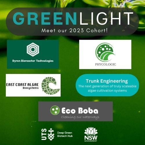 5 algae businesses are part of the Green Light Accelerator Program