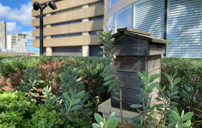 A small wooden beehive is surrounded by plants, with UTS tower as the backdrop