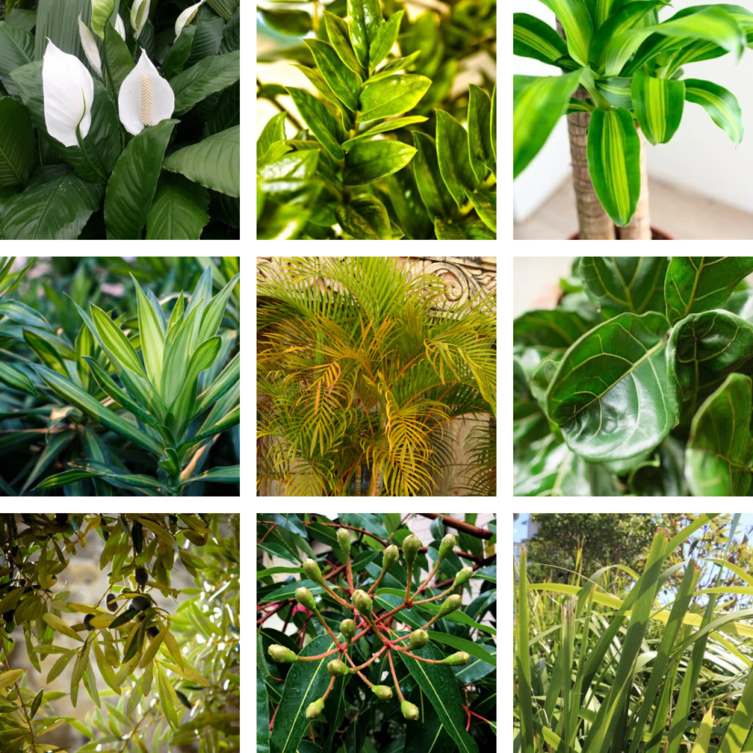 9 varieties of campus plants in a square collage