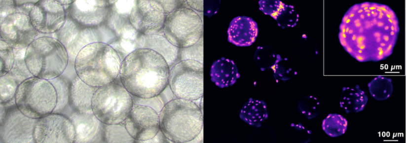 On the left, X1 Muscle Cell Culture and on the right, proliferation.