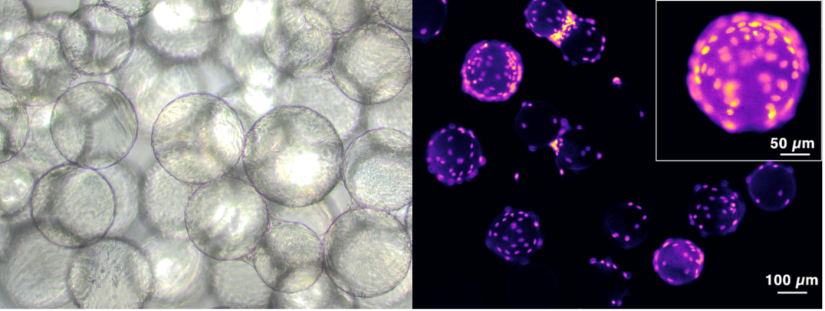 Left: Cells Growing on Smart MCs' microcarriers, Right: Fluorescent images of cells after attaching to microcarriers