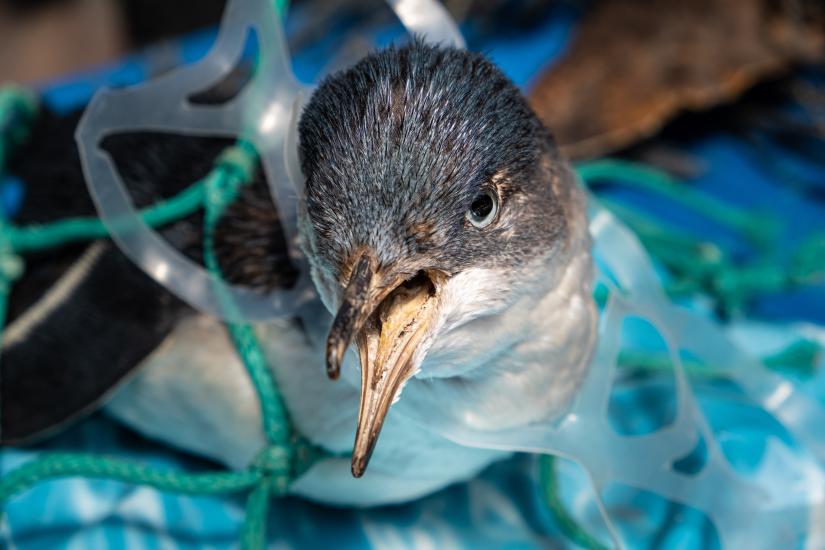 sea bird trapped in plastic