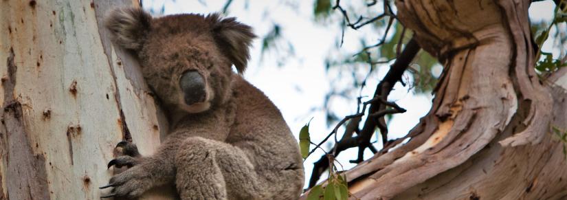 Koala in a gum tree. Image: Phil Long / Flickr (CC BY 2.0)