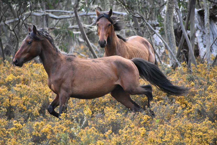 Horses fleeing from human disturbance. Image: Dr Andrea Harvey
