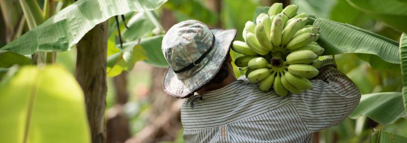 worker on a banana plantation