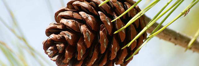 Stock image of a pine cone