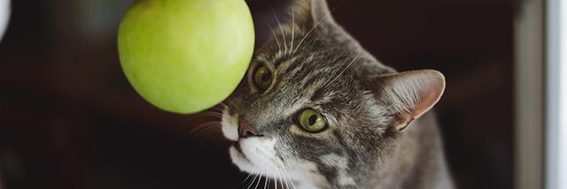 Stock picture of an apple being dangled over the head of a cat