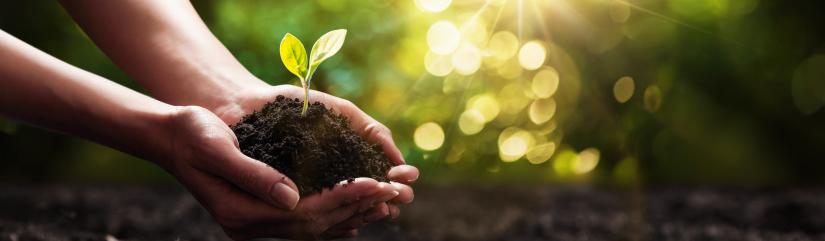 Photo of hands cupped holding soil and a seedling with sunlight behind