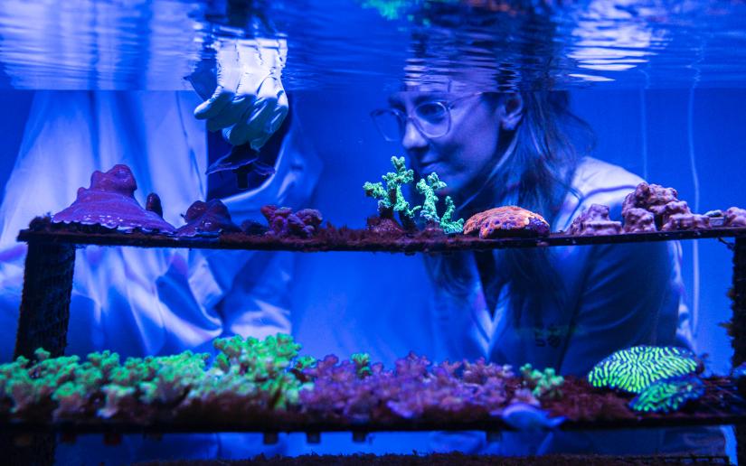 Dr Emma Camp crouches next to an aquarium to look at a rack of corals.