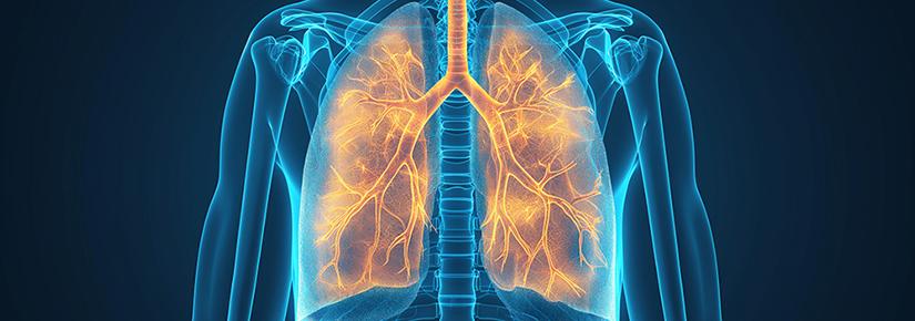 X-ray graphic highlighting the human respiratory system. Adobe Stock