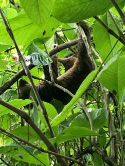 A sloth hanging upside down among the trees in the jungle