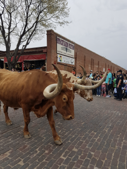 Bulls walking through the streets of Texas