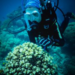 Scuba diver examining coral