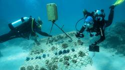 Scuba divers collecting coral