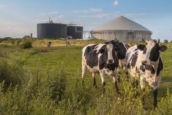 Cows in front of a biogas plant