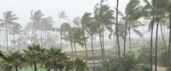 Palm trees and torrential rain in the Pacific Islands during a cyclone