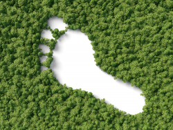 Footprint in forest