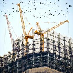 Building site with flock of birds