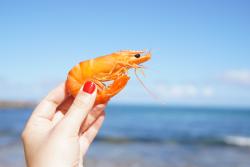 Image focused on a cooked prawn being held in the air with the ocean and a breaking wave in the background