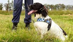 A NSW police detector dog sitting in a field with a police officer