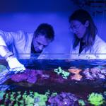 David Suggett and Emma Camp in coral lab